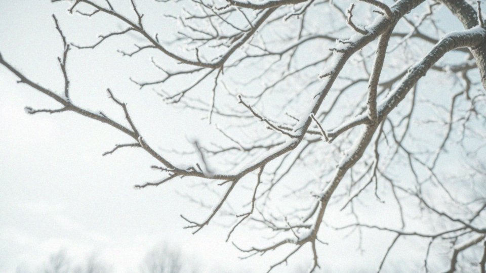 Jakie są najlepsze warunki do przycinania klonów?